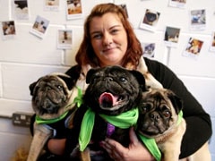 Hugs For Pugs At London's Latest 'Pup-Up' Cafe
