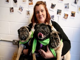 Hugs For Pugs At London's Latest 'Pup-Up' Cafe Hugs For Pugs At London's Latest 'Pup-Up' Cafe