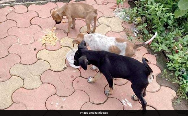 Woman, Son Charged For Beating 3 Puppies To Death In Madhya Pradesh: Cops Woman, Son Charged For Beating 3 Puppies To Death In Madhya Pradesh: Cops