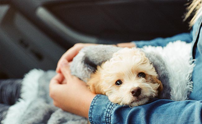 In A First, Italian Woman Gets Paid Leave To Look After Sick Dog