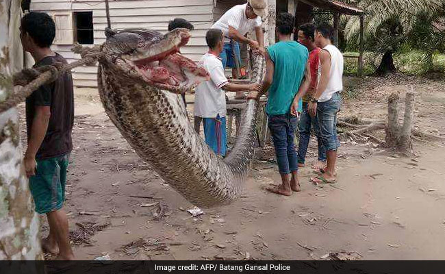 Villagers Defeated 7.8 Metre Python, Then Whole Village Ate The Snake