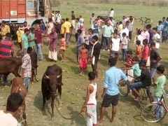 Bangladesh: ১২০টি গরু পাচার করতে গিয়ে গ্রেফতার ১