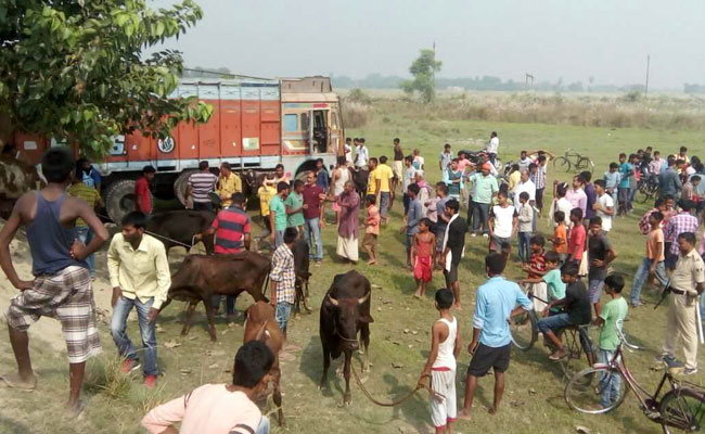 सारण में तस्करी के लिए ले जा रहे 3 दर्जन गाय-बछड़ों को मुक्त कराया, 7 पशु तस्कर गिरफ्तार