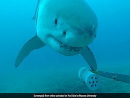 Watch: Great White Shark Plays With Underwater Camera. Cute Or Scary? Watch: Great White Shark Plays With Underwater Camera. Cute Or Scary?