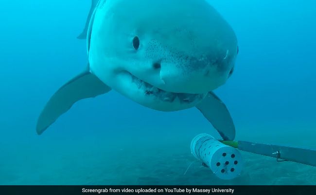 Watch: Great White Shark Plays With Underwater Camera. Cute Or Scary?