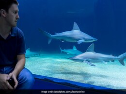 'Shark' At Aquarium Charges At Man, Cracks Glass. Watch His Reaction 'Shark' At Aquarium Charges At Man, Cracks Glass. Watch His Reaction
