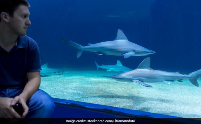 'Shark' At Aquarium Charges At Man, Cracks Glass. Watch His Reaction