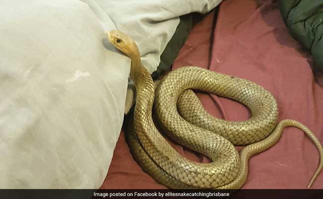 Couple Finds Deadly Snake In Bed. Photos Will Haunt Your Dreams