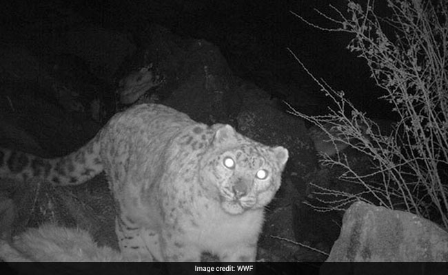 Search For The Elusive Snow Leopard In Ladakh's Rumbak Valley