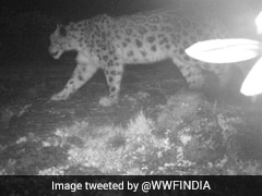 Study Provides Photo Evidence Of Snow Leopards In Arunachal Pradesh