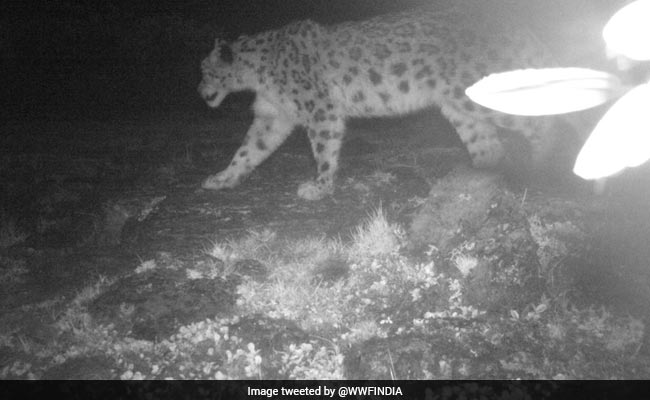 Study Provides Photo Evidence Of Snow Leopards In Arunachal Pradesh