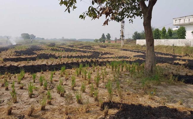 Produce 21 Farmers You Helped To Stop Stubble Burning: Green Court To Punjab