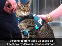 Watch: Denver Airport's Therapy Dog Squad Gets New Member - A Cat