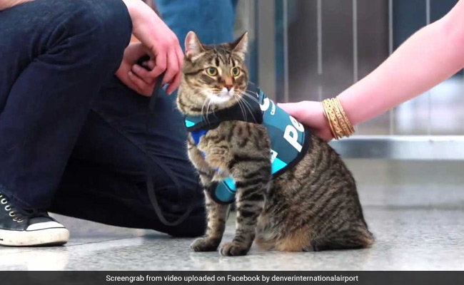 Watch: Denver Airport's Therapy Dog Squad Gets New Member - A Cat