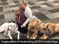 To Vegas With Love: Therapy Dogs Comfort Survivors Of Mass Shooting