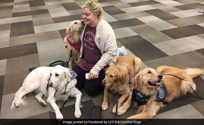 Therapy dogs comfort Las Vegas survivors: 'I had help while I fel ...