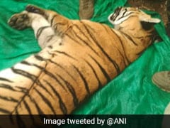 Man-Eating Tiger That Killed 4 In Maharashtra Village, Found Electrocuted