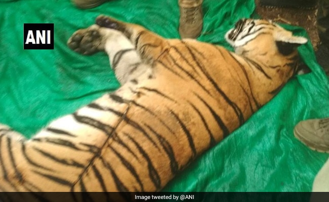 Man-Eating Tiger That Killed 4 In Maharashtra Village, Found Electrocuted