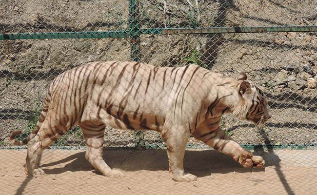 वर्ष 2020 में UN वन्यजीव सम्मेलन की मेजबानी करेगा भारत