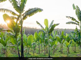 Dense Tree Cover Can Reduce Risk of Diarrhoeal Disease In Children: 5 Foods That You Should Avoid in Diarrhoea Dense Tree Cover Can Reduce Risk of Diarrhoeal Disease In Children: 5 Foods That You Should Avoid in Diarrhoea