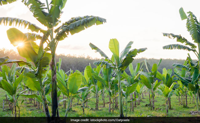 Dense Tree Cover Can Reduce Risk of Diarrhoeal Disease In Children: 5 Foods That You Should Avoid in Diarrhoea