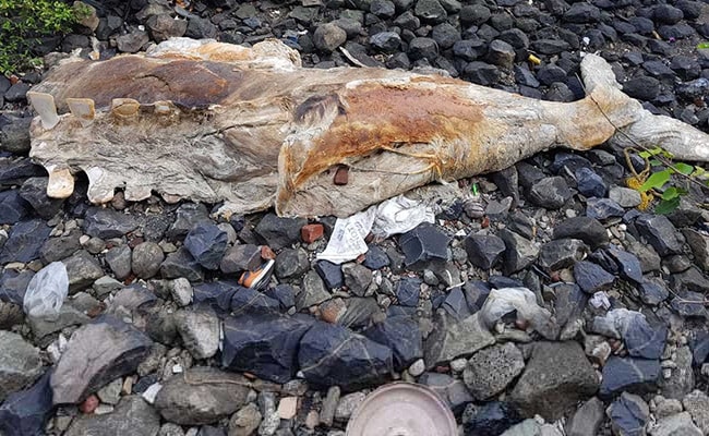 Dead 40-Foot Whale Found In 2 Pieces On Mumbai Shore