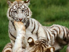 2 White Tiger Cubs Kill Keeper At Bengaluru's Bannerghatta Biological Park
