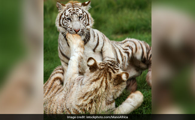 2 White Tiger Cubs Kill Keeper At Bengaluru's Bannerghatta Biological Park