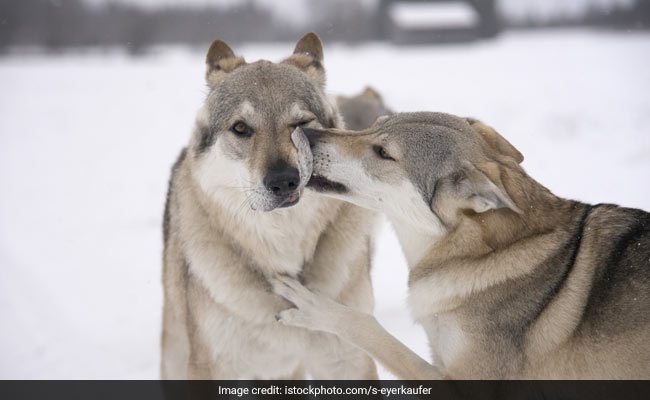 US State Reports First Litter Of Wolf Pups In 80 Years