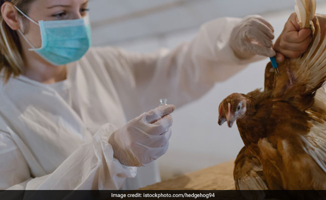 Government Sets A Limit For Antibiotics Use In Poultry