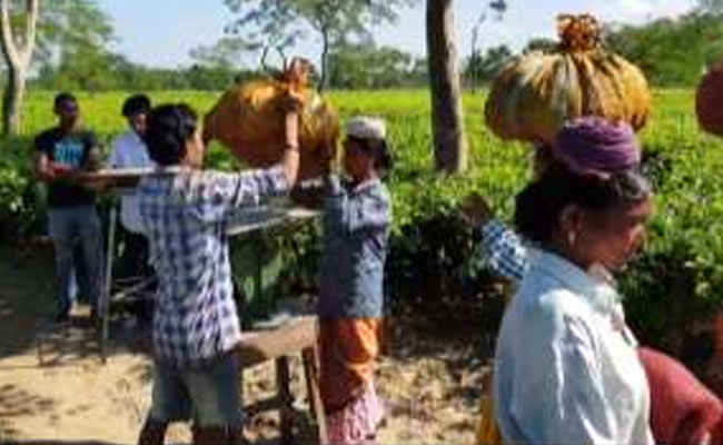 1 Year Of Notes Ban: Being Cashless A Distant Dream In Assam Tea Gardens