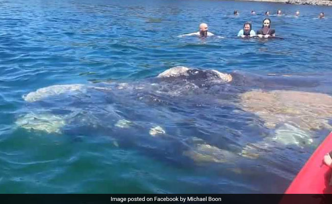 Beachgoers Filmed Swimming Next To Whale In Australia. Watch