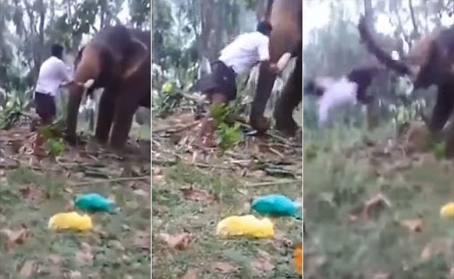 Watch: Kerala Man's 'Baahubali' Stunt With Elephant Goes Horribly Wrong