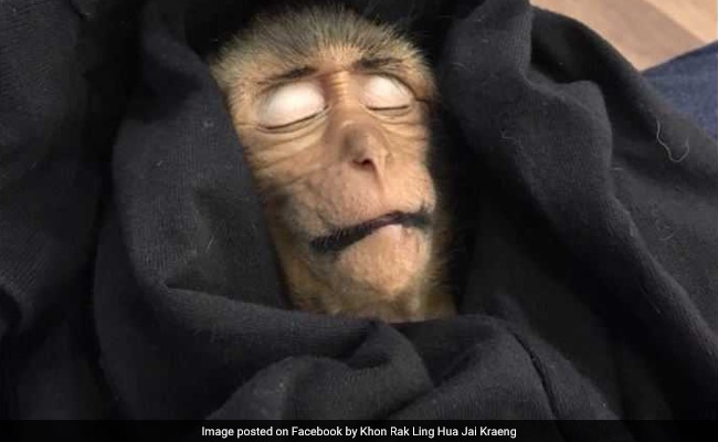 Thailand Baby Monkey Passes Out For 10 Hours After Downing Stolen Iced Coffee