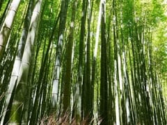 Bamboo Not A Tree Anymore As President Clears Ordinance Amending Forest Law