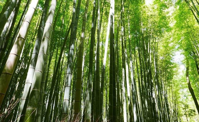 Bamboo Not A Tree Anymore As President Clears Ordinance Amending Forest Law