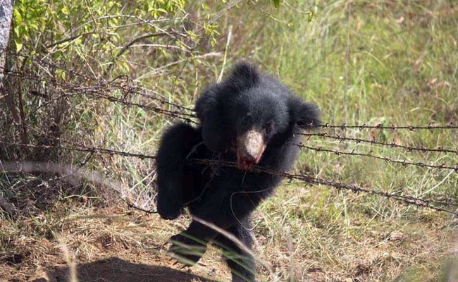 This Bear Cub Was Caught In A Poacher's Trap. How He Had A Lucky Escape ...