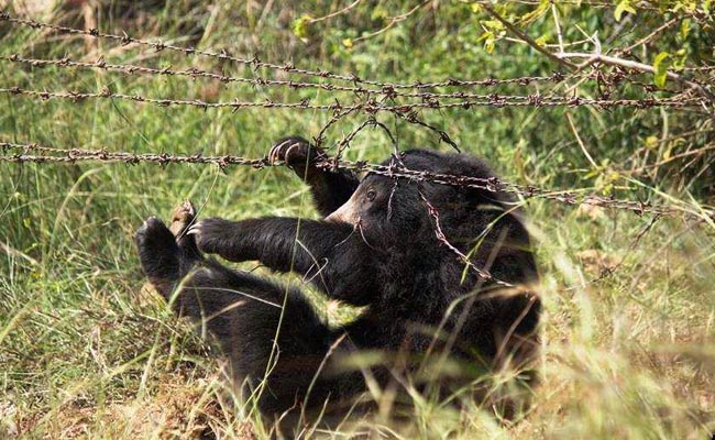 This Bear Cub Was Caught In A Poacher's Trap. How He Had A Lucky Escape