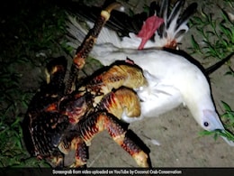 These Crabs Can Grow Up To 3 Feet And Hunt Birds, A Biologist's Video Proves These Crabs Can Grow Up To 3 Feet And Hunt Birds, A Biologist's Video Proves