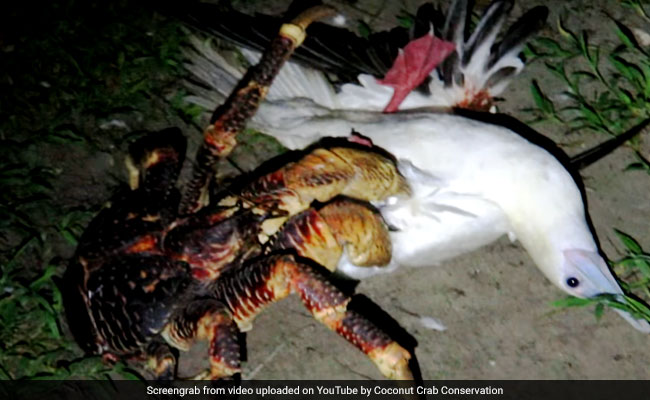 These Crabs Can Grow Up To 3 Feet And Hunt Birds, A Biologist's Video Proves