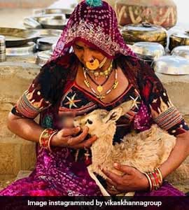 In Rajasthan, Bishnoi Woman Breastfeeds Baby Deer. Respect, Tweets ...