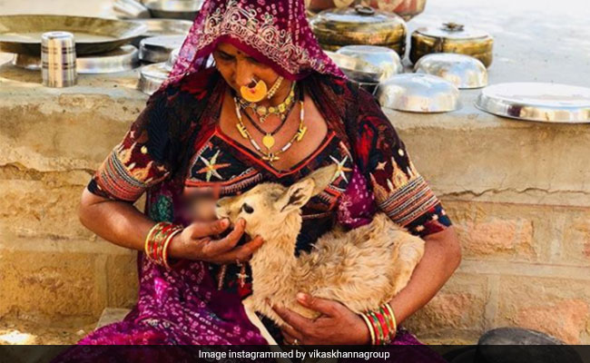 In Rajasthan, Bishnoi Woman Breastfeeds Baby Deer. Respect, Tweets Chef Vikas Khanna