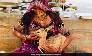 In Rajasthan, Bishnoi Woman Breastfeeds Baby Deer. Respect, Tweets Chef  Vikas Khanna