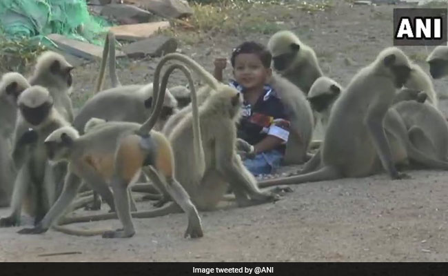 बंदरों के साथ रोज खेलता है डेढ़ साल का यह बच्‍चा, देखें इनकी दोस्‍ती