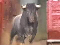 Bull Gores Argentine Tourist To Death In Jaipur