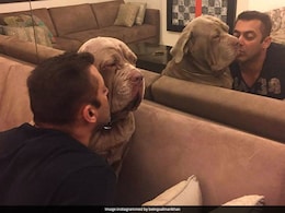 Salman Khan To Priyanka Chopra, Stars And Their Equally A-List Pets Salman Khan To Priyanka Chopra, Stars And Their Equally A-List Pets