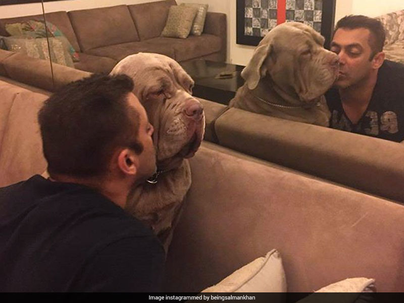 Salman Khan To Priyanka Chopra, Stars And Their Equally A-List Pets