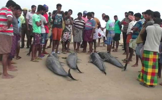 Tamil Nadu Fishermen Worked Into The Night To Save 20 Dolphins