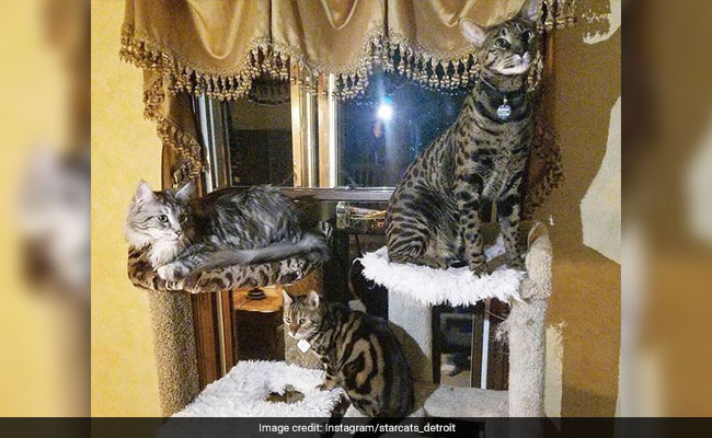 Missing: Four Cats. Reward: $100,000