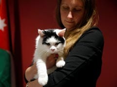 British Embassy Cat In Jordan Appointed Chief Mouser